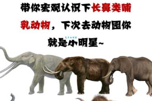象群的首领都是雌性吗母象为何能成为领袖