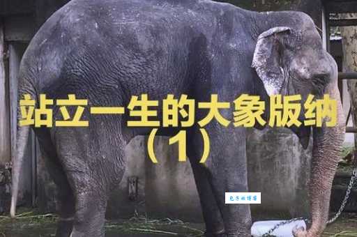象群的首领都是雌性吗母象为何能成为领袖