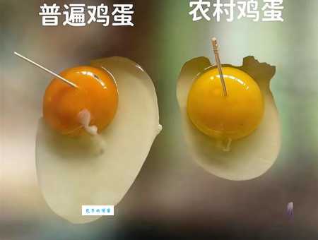 挑蛋是什么意思教你如何快速辨别好坏鸡蛋