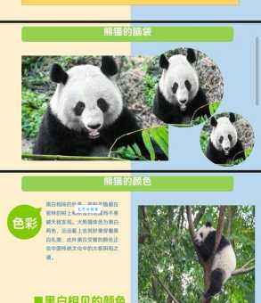 大熊猫属于什么科动物 科学家终于给出答案