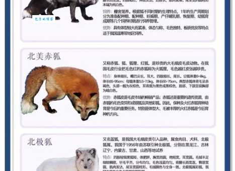 狐狸怎么叫听听它们独特的叫声方式