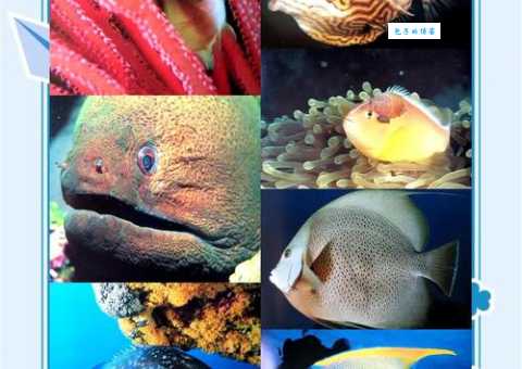 海洋生物最丰富的大洋排名 第一是谁