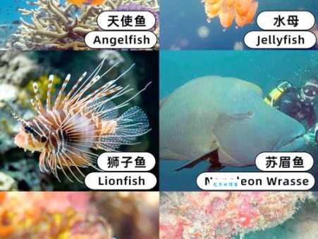 海洋生物最丰富的大洋排名 第一是谁