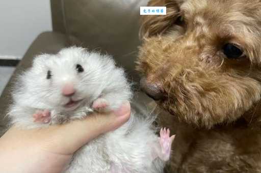 鼠鼠我呀是什么梗 为什么大家都在说这个流行语