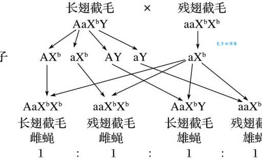 果蝇染色体有几条 遗传学研究必备知识