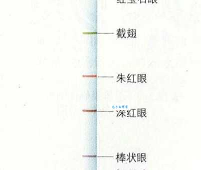 果蝇染色体有几条 遗传学研究必备知识
