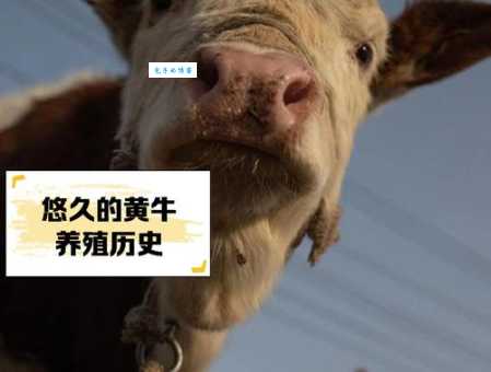 老黄牛分别指哪一类人 社会中的无名英雄有哪些特征