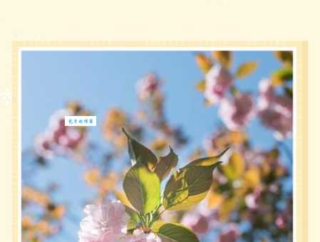 sakura是什么意思 樱花在不同国家的寓意和故事