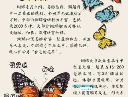 蝴蝶发现花蜜靠什么它们的视觉和嗅觉都很重要