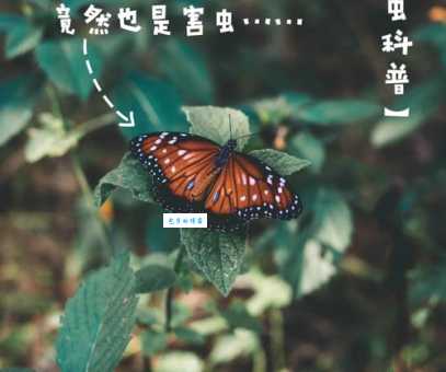 蝴蝶发现花蜜靠什么它们的视觉和嗅觉都很重要
