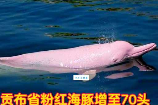 粉红豚是什么意思看完这篇你就全懂了