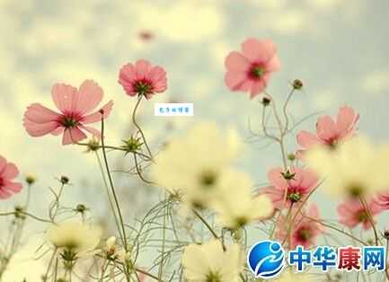 二刈子是什么意思 快速了解这个网络热词的含义