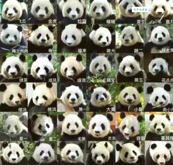 大熊猫属于什么科揭秘它的家族秘密