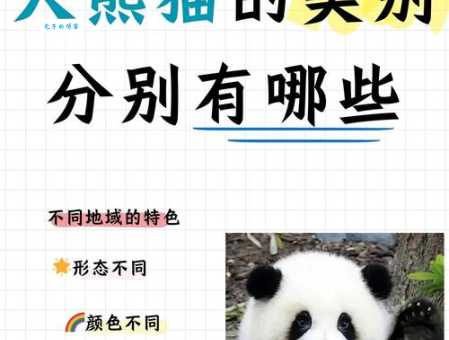 大熊猫属于什么科揭秘它的家族秘密