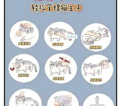 吸猫是啥意思是什么 现代人解压新方式大揭秘