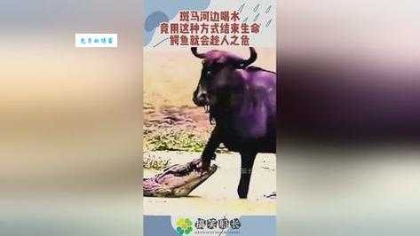 趁火打劫打一动物是什么这个动物最擅长趁人之危