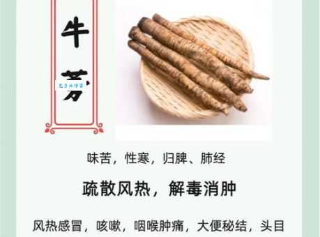 什么是牛蒡 牛蒡的营养价值你了解多少