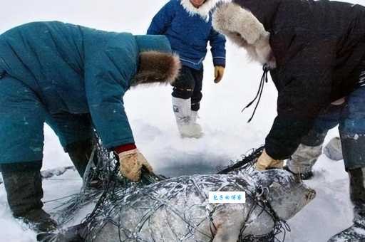 因纽特人是什么意思 他们生活在北极吗