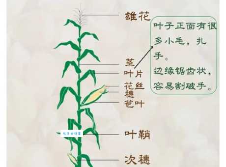 玉米什么时候传入中国的 这段历史你知道吗