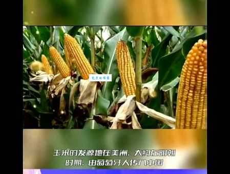 玉米什么时候传入中国的 这段历史你知道吗
