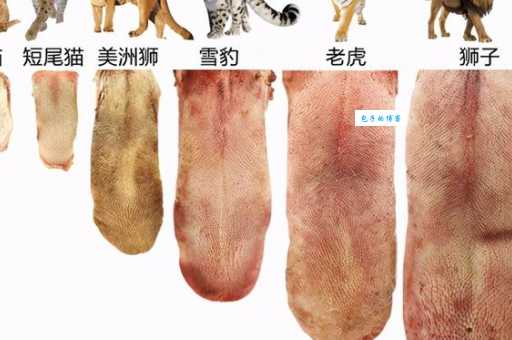 动物的舌头有什么作用 从吃饭到交流全靠它