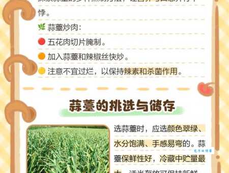 蒜薹的营养价值 大蒜抽薹幼嫩花茎的保健功效揭秘