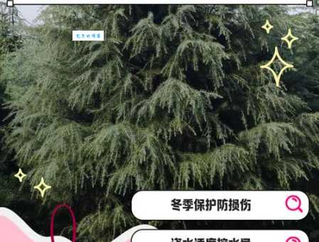 雪松怎么养护 雪松的日常管理技巧分享