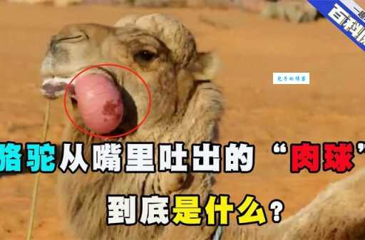 骆驼几个胃揭秘 原来骆驼是这样消化食物的