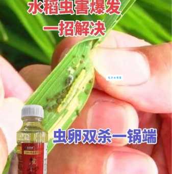 螟虫的生活习性揭秘 了解螟虫繁殖规律很重要