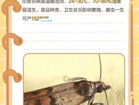 螟虫的生活习性揭秘 了解螟虫繁殖规律很重要