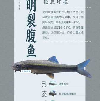 裂腹鱼与其他鲤科鱼类区别 鲤形目鱼类对比