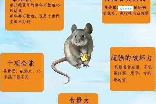 鼠害防治指南：减少农牧业损失和健康风险