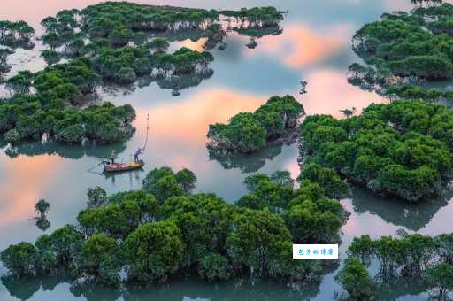 红树林自然保护区在哪里 带你探索这片神秘湿地