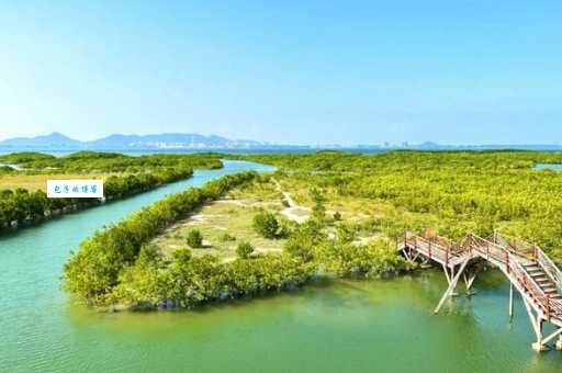红树林自然保护区在哪里 带你探索这片神秘湿地