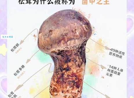 松茸小知识人们所说的松茸其实是真菌的繁殖器官