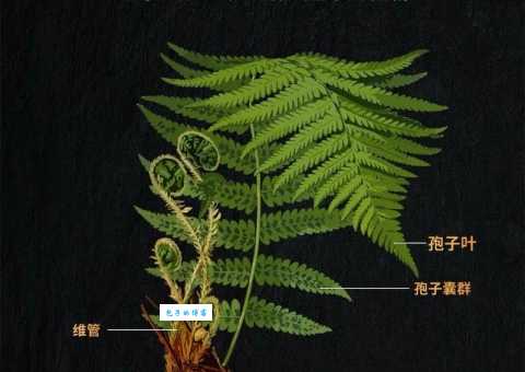 蕨的药用价值碗蕨科蕨属欧洲蕨变种功效解析