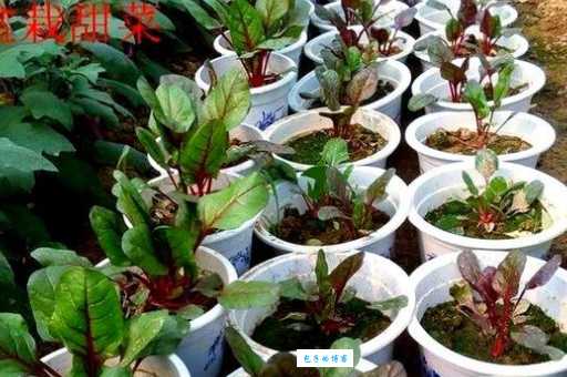 甜菜的种植方法 藜科甜菜属植物栽培技巧