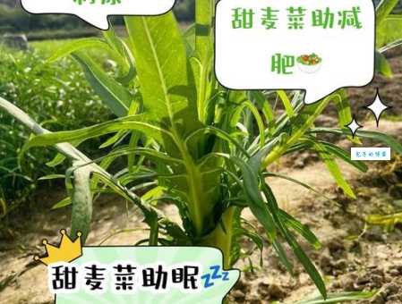 甜菜的种植方法 藜科甜菜属植物栽培技巧