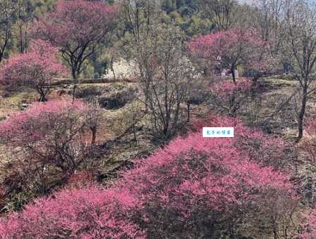 南京梅花谷最佳拍照点 记录你的春日赏花时光