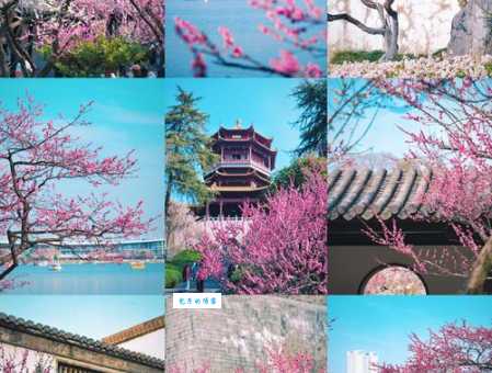南京梅花谷最佳拍照点 记录你的春日赏花时光