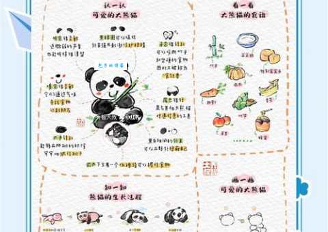 大熊猫创创成长记 从幼崽到明星的蜕变之路