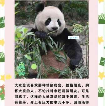 大熊猫创创成长记 从幼崽到明星的蜕变之路