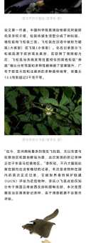 鼯鼠族是什么 啮齿目松鼠科下的神奇飞鼠家族