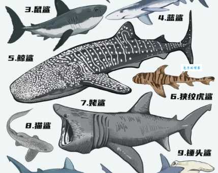 大青鲨与其他鲨鱼区别 真鲨科这个物种有何不同