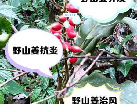 山姜的功效与作用 姜科山姜属植物的药用价值