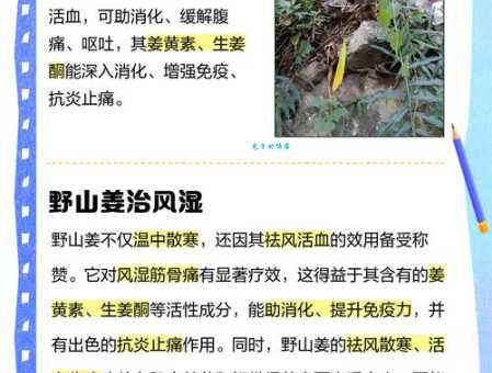 山姜的功效与作用 姜科山姜属植物的药用价值