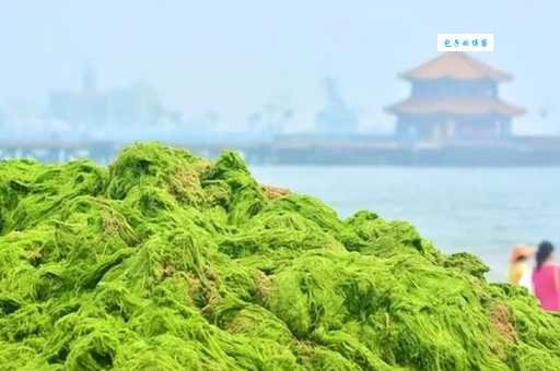 浒苔大量繁殖怎么办 石莼科藻类泛滥的原因与治理