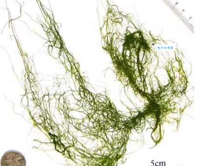 浒苔大量繁殖怎么办 石莼科藻类泛滥的原因与治理