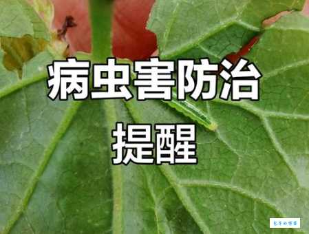 瓜绢螟防治最佳时期 什么时候打药最有效