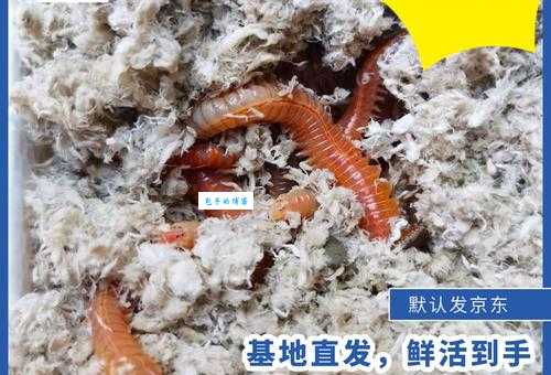 沙蚕在哪里可以买到 沙蚕的购买渠道和价格指南